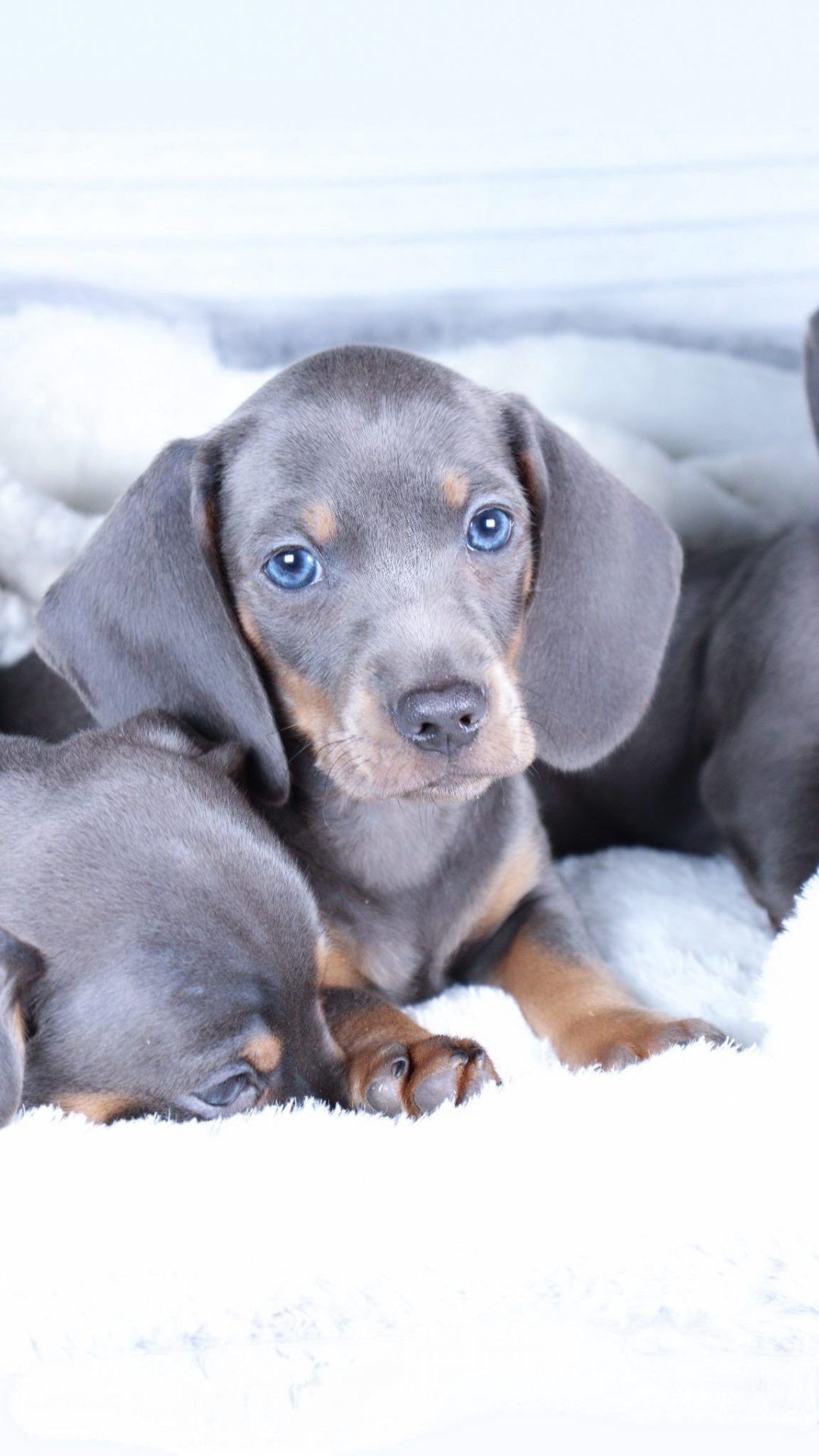 Dachshund pelo largo color Blue