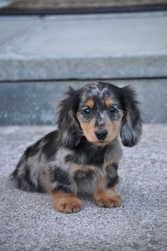 Dachshund pelo largo color Blue Merle