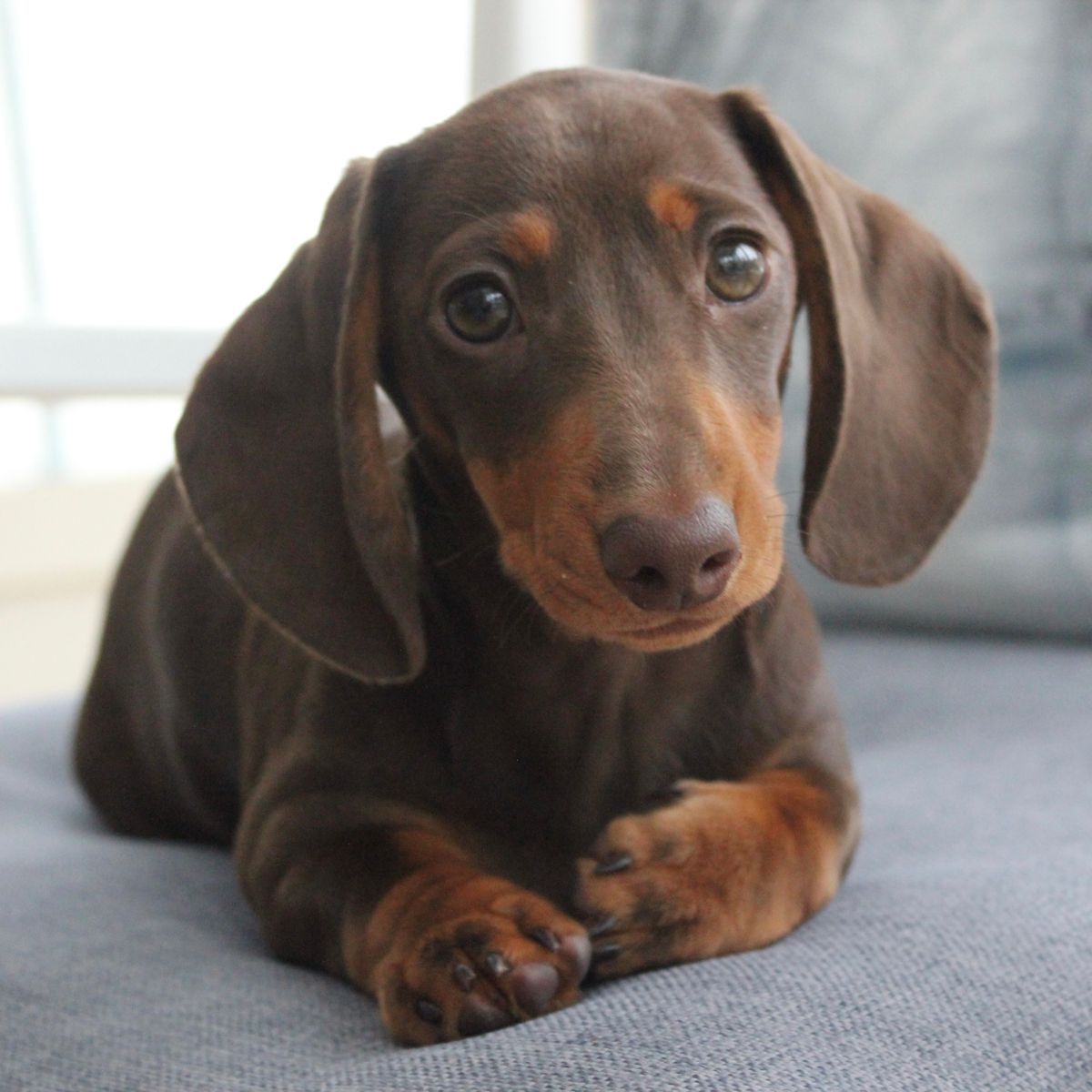 Dachshund pelo largo color Choco