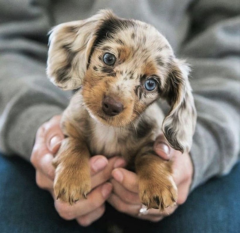 Dachshund pelo largo color Choco Merle