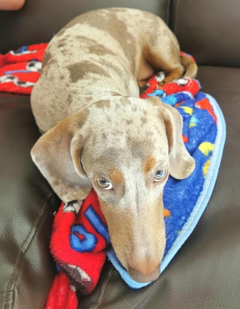 Dachshund pelo largo color Isabella Merle
